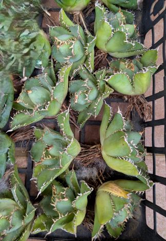 楽天市場】現品◇アガベ・チタノタ ブラックダイヤモンド◎Agave
