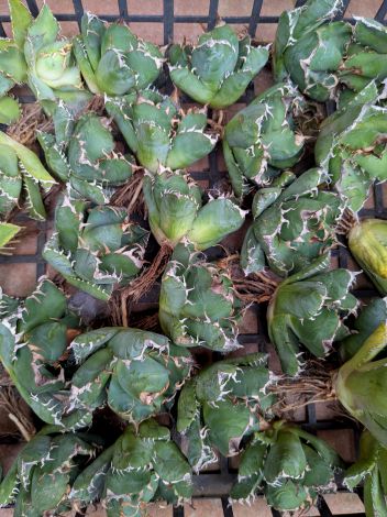 楽天市場】現品！◇アガベ パリー トランカータ オリザバ◇ベアルート