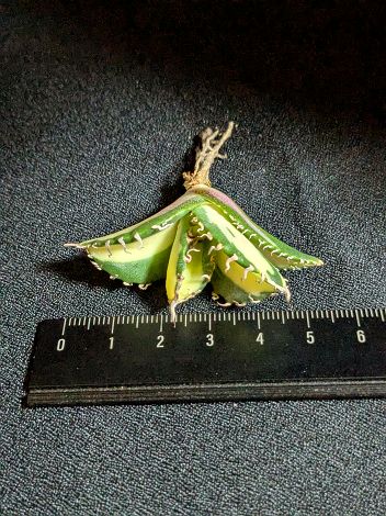 7/19撮影 現品◇斑入り！アガベ・チタノタ 阿修羅錦◇ベアルート苗◇titanota asyura 'Variegata'