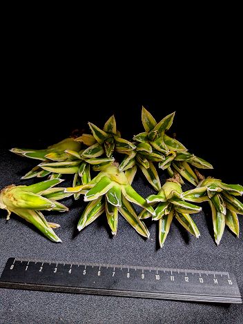 楽天市場】アガベ・笹の雪 （濃黄覆輪）「多肉植物」 Agave victoriae