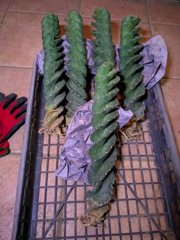 楽天市場】サボテン セレウス スパイラリス スピラリス 4号 4寸 柱