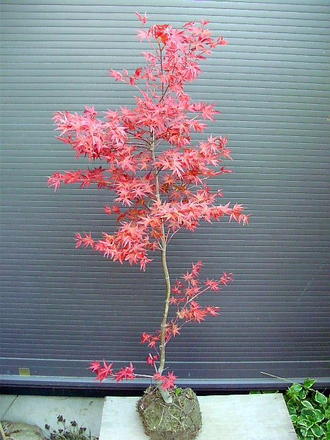 ちしおもみじ★≪血汐紅葉・190≫★チシオモミジ★血汐モミジ★お任せ株
