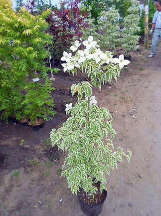 楽天市場 斑入り葉ヤマボウシ ウルフアイ 山法師 落葉樹 送料無料 本州四国 緑花木ネットストアー