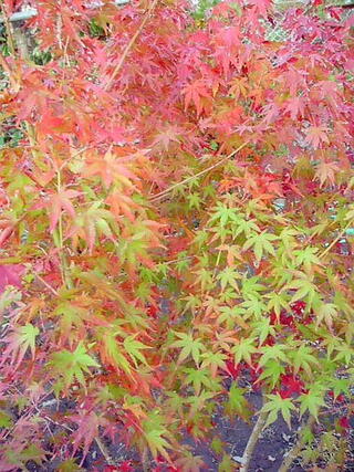 楽天市場 いろはもみじ イロハ紅葉 単木0 イロハモミジ お任せ苗 到着日時指定ｏｋ 緑花木ネットストアー