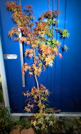 楽天市場】現品☆希少種大苗！常緑紅葉☆常緑モミジ☆レディガータム