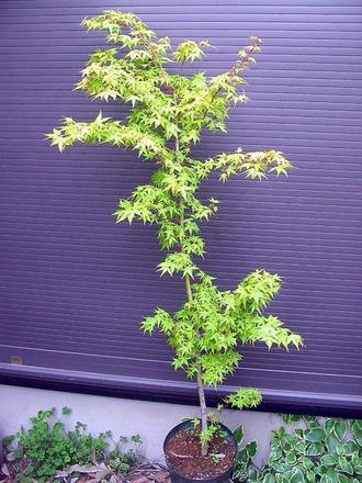 楽天市場 もみじ苗木 桂紅葉 170 かつらもみじ カツラモミジ 桂モミジ 緑花木ネットストアー