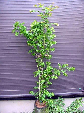 楽天市場 イロハモミジ 株立ち 180 イロハ紅葉 いろはもみじ お任せ株 到着日時指定ｏｋ 緑花木ネットストアー