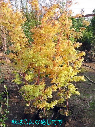 楽天市場 もみじ 珊瑚閣紅葉 240 サンゴカクモミジ L 緑花木ネットストアー