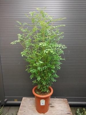 楽天市場】上級品！◎シマトネリコ90・7号鉢植え◎8本以上の株立ち！観葉植物◎ : 緑花木ネットストアー