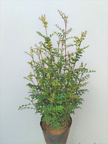 楽天市場】上級品！◎シマトネリコ90・7号鉢植え◎8本以上の株