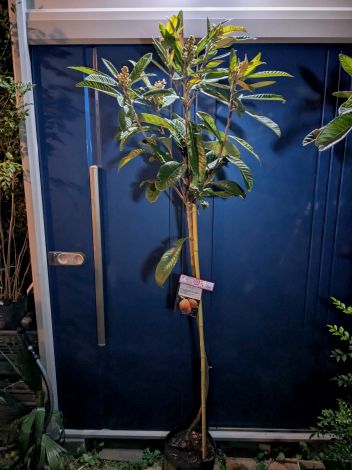 楽天市場】【現品】斑入り枇杷の木（フイリビワ） 苗木(接木苗) 樹高