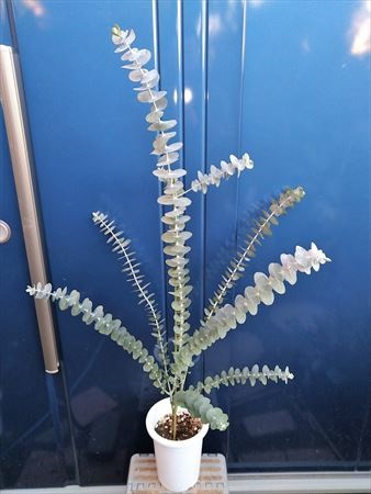 楽天市場 現品 希少ユーカリ 銀丸葉 シネレア シルバーダラーガム Eucalyptus Cinerea 緑花木ネットストアー