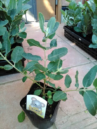 楽天市場 ユーカリ苗木 プレウロカルパ テトラゴナ 常緑樹 品薄 緑花木ネットストアー