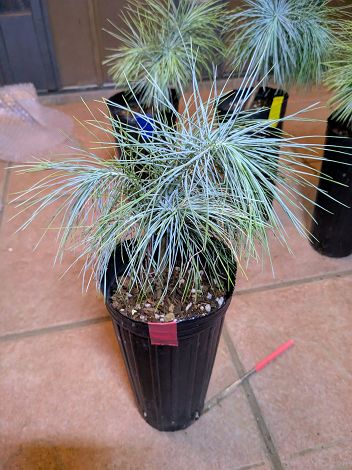 楽天市場】【現品・現物】ピニョン松・マルチネスピニョンマツ・ビッグ