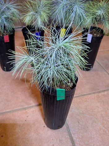 楽天市場】【現品・現物】ピニョン松・マルチネスピニョンマツ・ビッグ