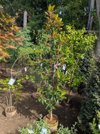 楽天市場】【現品発送】四季咲きタイサンボク リトルジェム 苗木