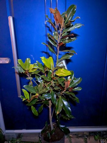 楽天市場】【店長一押し品】 タイサンボク リトルジェム高さ約1.65m