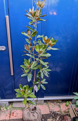 楽天市場】タイサンボク 苗 【リトルジェム （矮性）】 幼苗 泰山木