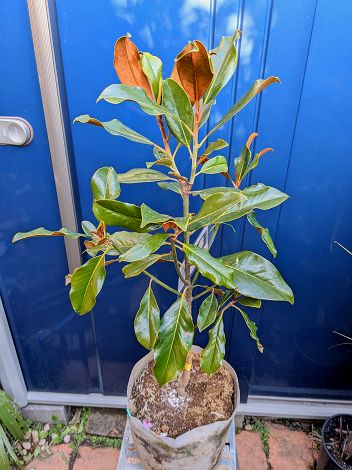 楽天市場】【現品発送】タイサンボク（リトルジェム）7-8号 樹高0.8