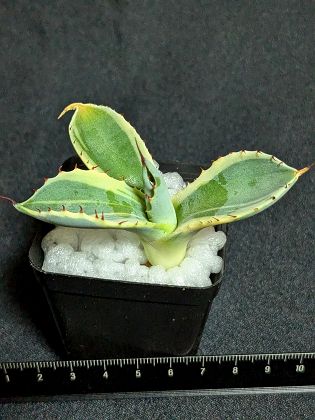 ALGERNON　アガベ　オリザバ　トランカータ　斑入り アガベ オリザバ トランカータ 斑入り - メルカリ