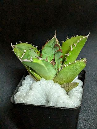 楽天市場】斑入り！現品◇アガベ・チタノタ ジャガーノート錦