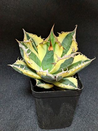 楽天市場】☆【現品・現物】アガベ・フレキスピナ （アガベ