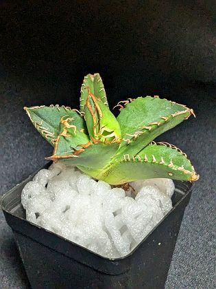 楽天市場】現品!◇アガベ パリー トランカータ オリザバ 楽天市場】現品!◇アガベ パリー トランカータ オリザバ