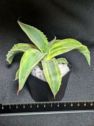 楽天市場】現品！◇アガベ パリー トランカータ オリザバ◇ベアルート