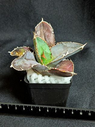 コブラ　アガベ　眼鏡蛇（写真株） ワシャワシャになってきた😁 #アガベ眼鏡蛇 #アガベコブラ #眼鏡蛇