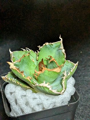 アガベチタノタコブラ眼鏡蛇　現品鉢ごと発送 G75【パンダ園芸】 アガベ チタノタ 眼鏡蛇コブラ 特選 希少 優良極上