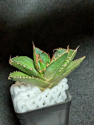 楽天市場】現品◇アガベ パラサナ インプレッショニスト・ベアルート苗