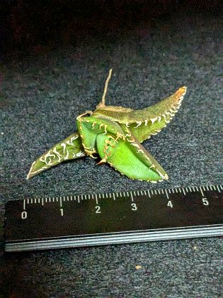 楽天市場】現品！◇アガベ チタノタ コブラ 眼鏡蛇 ◇ ベアルート苗