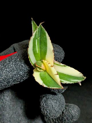 現品!斑入り種◇アガベ チタノタ ◇黒火焔錦 ・ブラックファイヤー 黒炎 ◇ ベアルート苗◇titanota Black fire'Variegata'