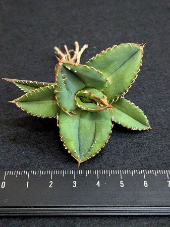 楽天市場】現品◇アガベ・チタノタ コウモリ 蝙蝠◎Agave Titanota Bat