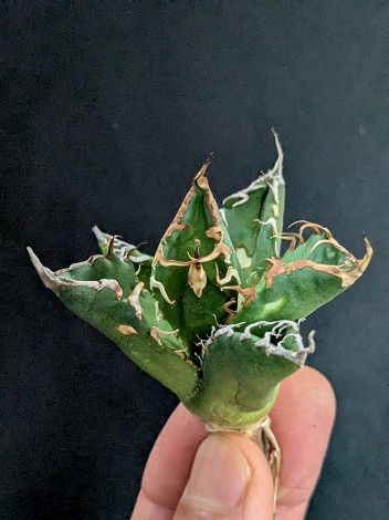 アガベ チタノタ コブラ 眼鏡蛇 agave titanota cobra アガベ チタノタ コブラ 眼鏡蛇 agave titanota cobra