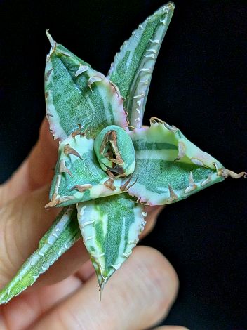 8/5撮影 現品！◇斑入り！アガベ チタノタ 姫厳竜錦 ◇ ベアルート苗◇titanota himegenryu 'Variegata'