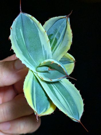 楽天市場】現品！◇アガベ パリー トランカータ オリザバ◇ベアルート