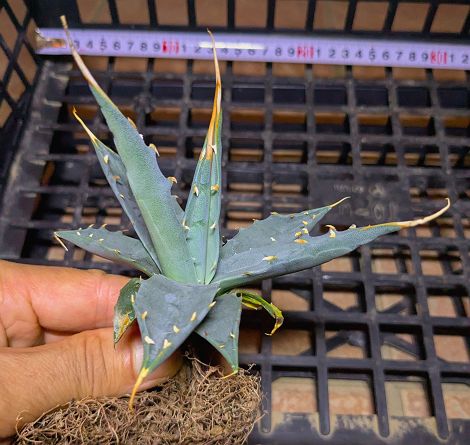 【アガベ】大株　オブスキュラ　レッドスカイライン　直径40cm アガベ】大株 オブスキュラ レッドスカイライン 直径40cm