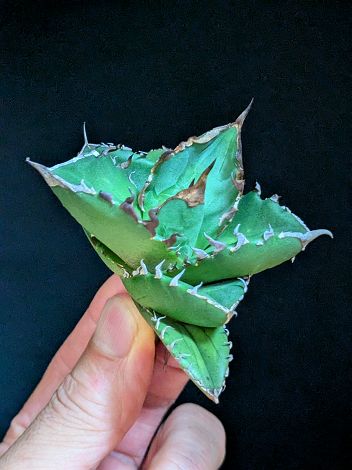 楽天市場】現品◇アガベ・チタノタ コウモリ 蝙蝠◎Agave Titanota Bat