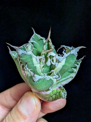▲現品 ◇ 斑入り！アガベ チタノタ シーザー錦・ベアルート苗◇titanota caesar 'Variegata'white fire'Variegata'