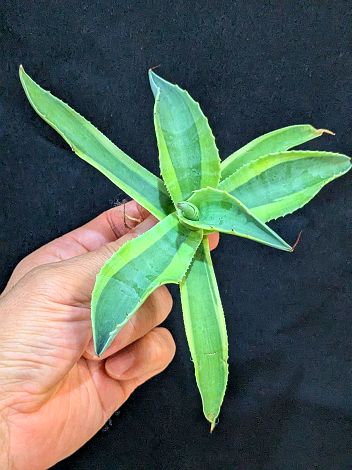 ▲12/5撮影 現品◇アガベ・オバティフォリア オルカ◇ベアルート苗◇ovatifolia variegated 'ORCA'