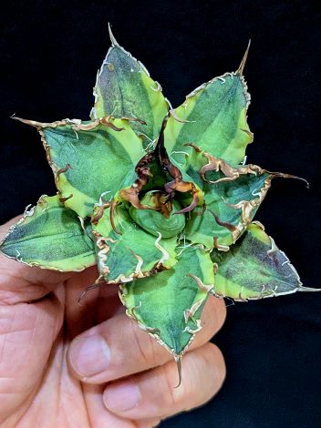 ▲12/12撮影 現品◇斑入り！アガベ チタノタ シーザー錦・ベアルート苗◇titanota caesar 'Variegata'white fire'Variegata'