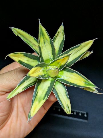 ▲7/15撮影 現品◇アガベ・ビクトリアレジーナ サンキング ◇ベアルート苗◇Agave victoriae reginae Sunking◇｜緑花木ネットストアー