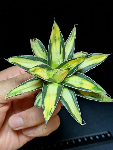 ▲7/15撮影 現品◇アガベ・ビクトリアレジーナ サンキング ◇ベアルート苗◇Agave victoriae reginae Sunking◇｜緑花木ネットストアー