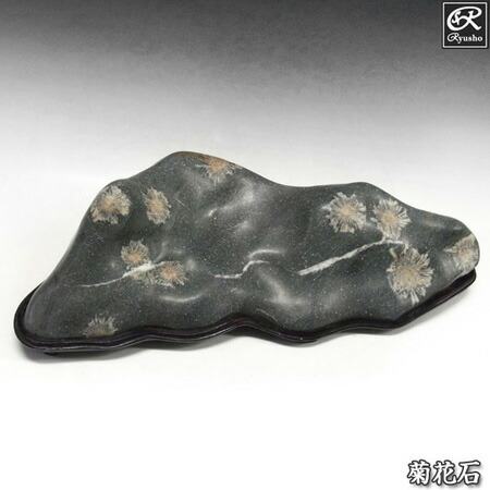 楽天市場】【送料無料】菊花石 鑑賞石 (産地/ 根尾 赤倉山) 唐木台