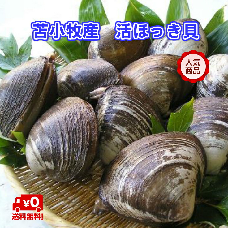 楽天市場 苫小牧産 活ほっき貝 大 約２ ５kg ６ ８個 送料無料 北海道シーファーム