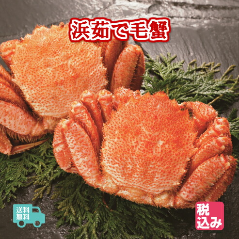 北海道産　浜茹　毛蟹　２ハイ（約８８０ｇ）上級堅蟹（カタガニ）のみをクール便で送付！！【送料無料】