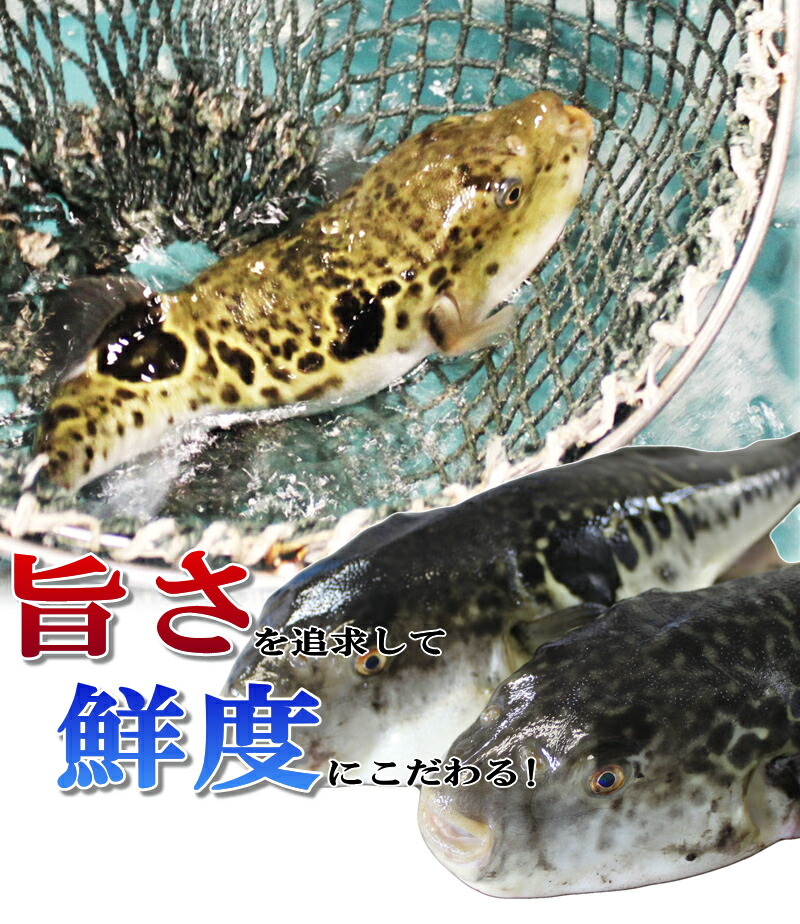 ふぐ とらふぐ お中元ギフト 早割 お取り寄せグルメ ふぐ 父の日 とらふぐ刺身 とらふぐ鍋セット 2 3人前 ふぐ刺身 とらふぐ ふぐ鍋 ふぐちり 父の日 お中元 お歳暮 御祝 内祝 ギフト 送料無料 ふぐ とらふぐ お中元ギフト 早割 お取り寄せグルメ ふぐ 父の日 とらふぐ刺身 とらふぐ鍋セット 2 3人前 ふぐ刺身 とらふぐ ふぐ鍋 ふぐちり 父の日 お中元 お歳暮 御祝 内祝 ギフト 送料無料