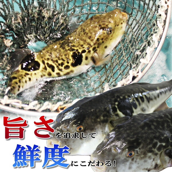 お取り寄せグルメ お歳暮 早割 早割 とらふぐ 冬ギフト ふぐ 父の日 御祝 お歳暮 とらふぐ刺身2枚セット 30ｃｍプラ皿 2枚 ギフト 送料無料 ふぐの本場下関 ふぐ刺身 お中元 御祝 内祝 関とら 送料無料 ふぐの本場下関の職人が豪快に捌いたとらふぐ刺身 30cmの大皿