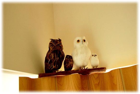 最大500円OFFクーポン】☆PUEBCO（プエブコ） フクロウ Owl ホワイト